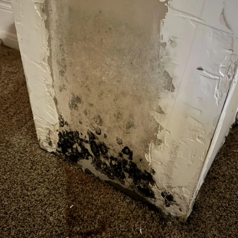 Professional Mold Removal in Pleasants County, WV